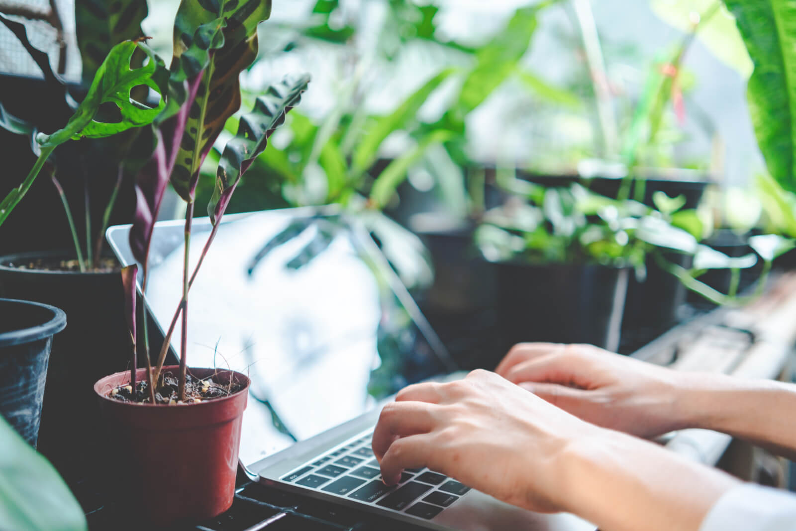 Sustainable website design: laptop and plants